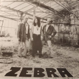 Zebra - Zebra
